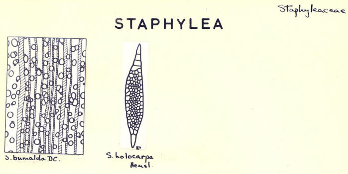 Staphylea_1