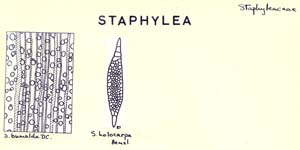 Staphylea_1