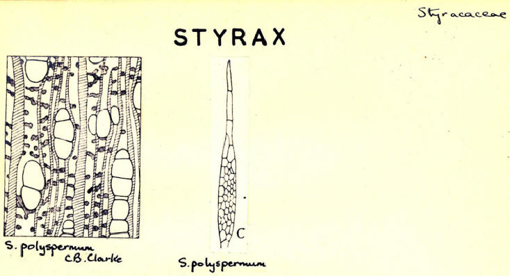 Styrax_1