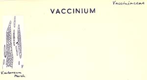 Vaccinium_1