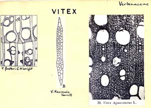Vitex_1
