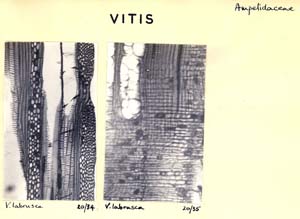 Vitis_2
