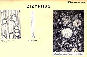 Ziziphus_1