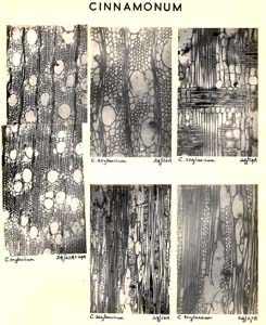 Cinnamomum_1