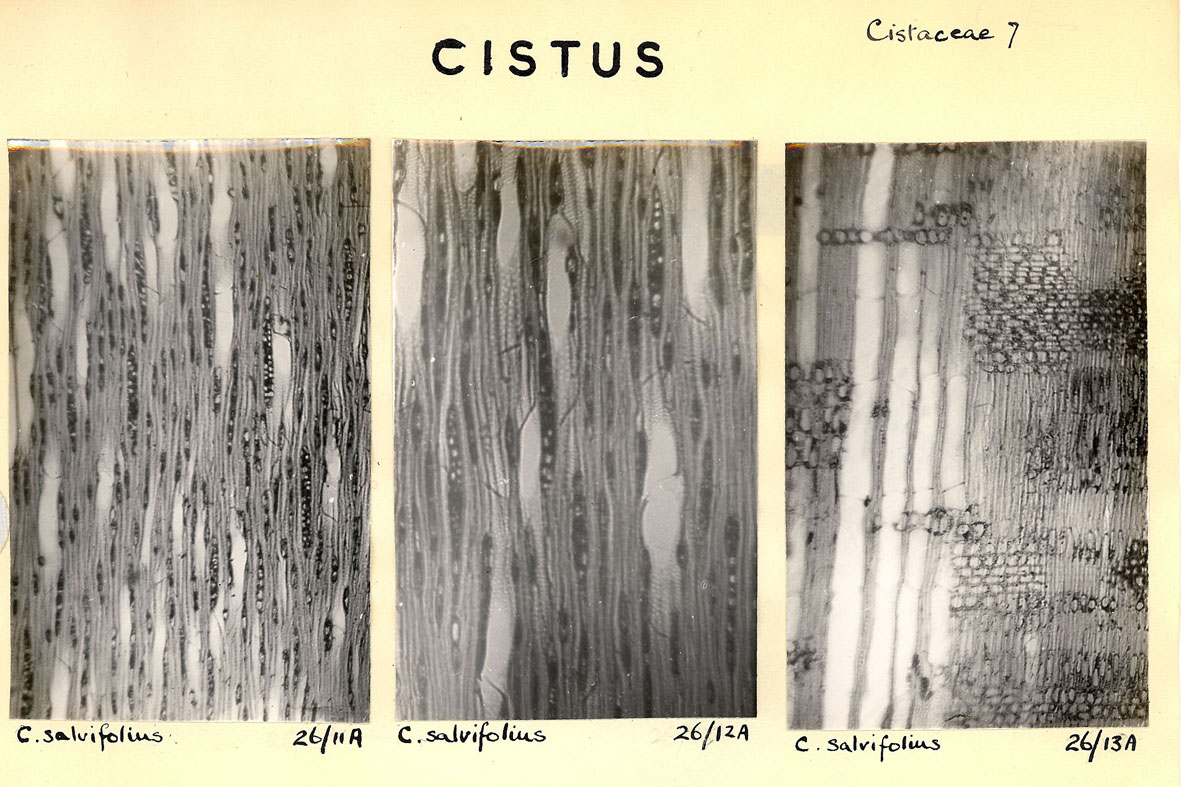 Cistus_3
