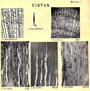 Cistus_1
