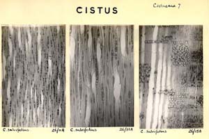 Cistus_3