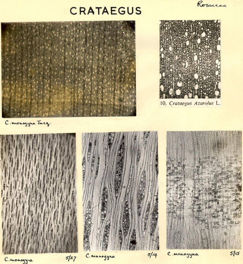 Crataegus_1