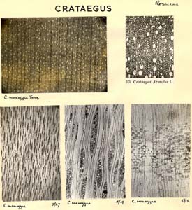 Crataegus_1