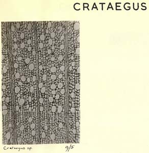 Crataegus_2