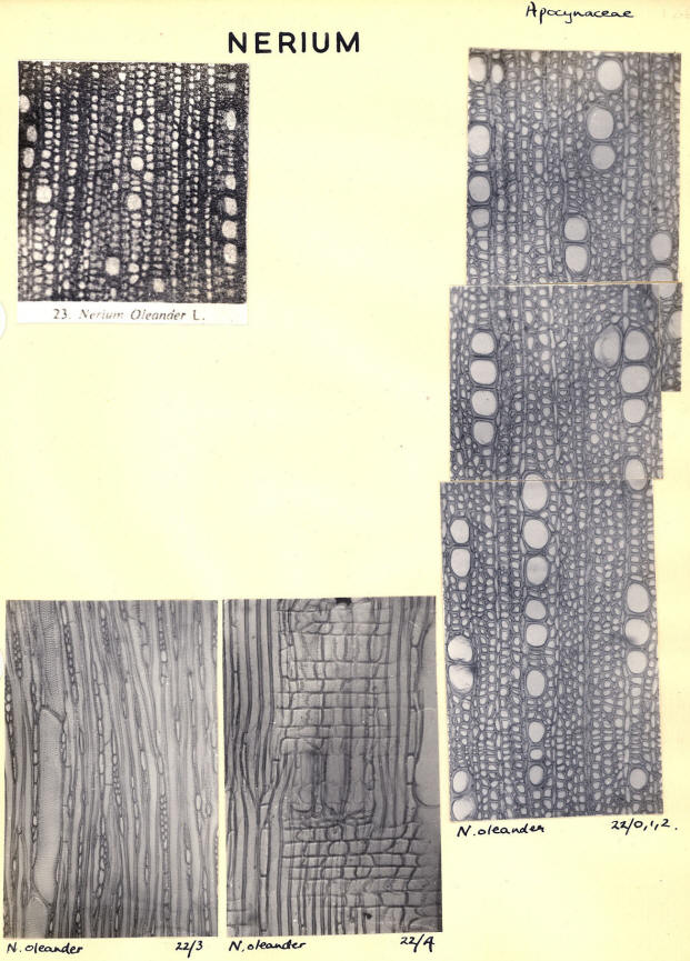 Nerium_1