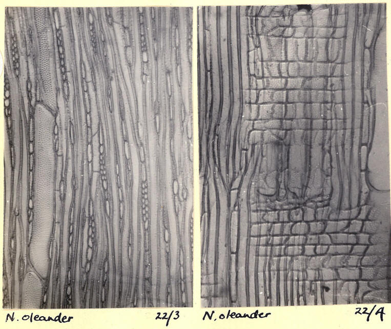 Nerium_1b