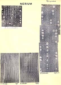 Nerium_1