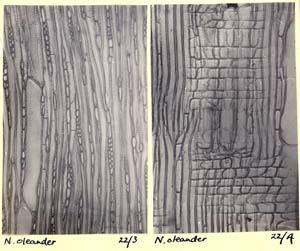 Nerium_1b