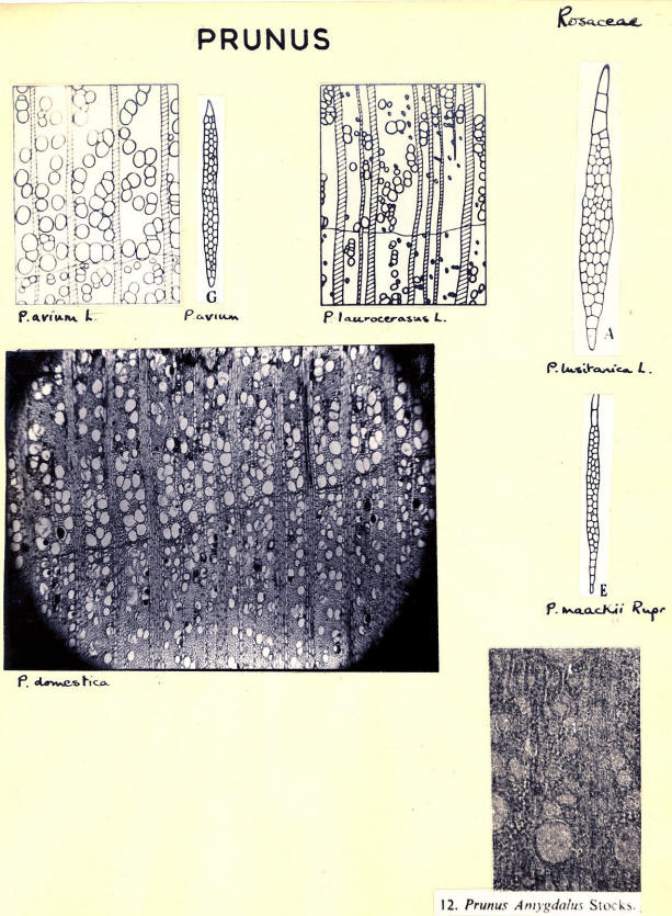 Prunus_1