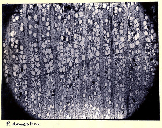 Prunus_1b