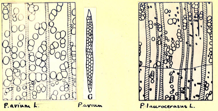 Prunus_1c