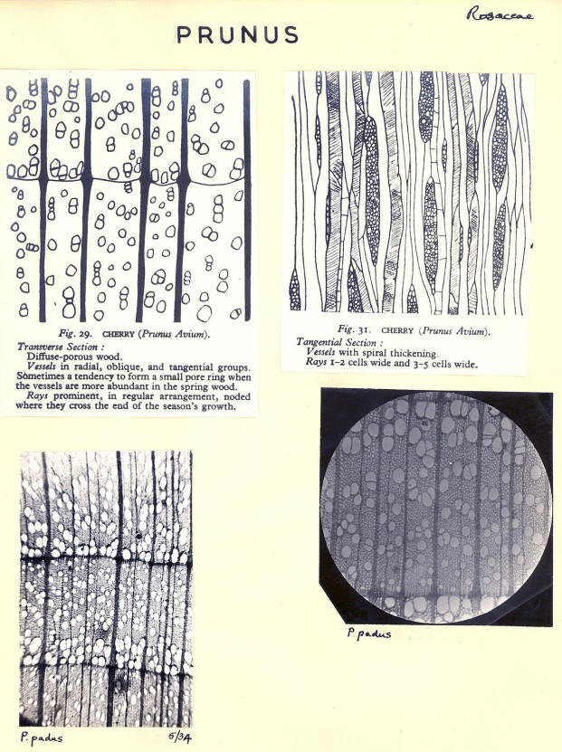 Prunus_2