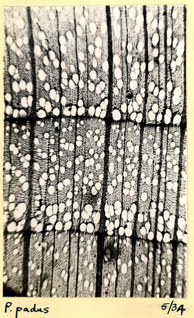 Prunus_2b