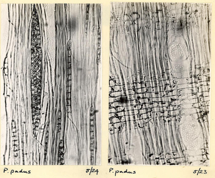 Prunus_3b