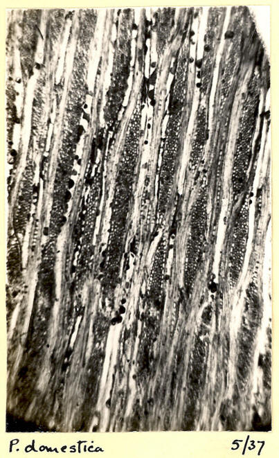 Prunus_3d