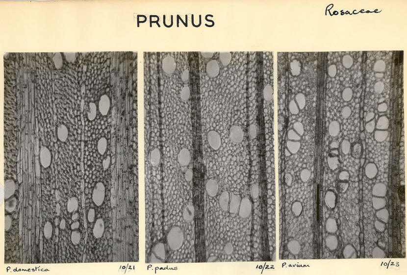 Prunus_4