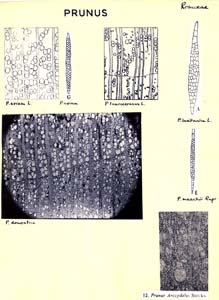 Prunus_1