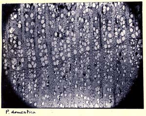 Prunus_1b