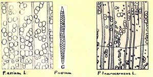 Prunus_1c