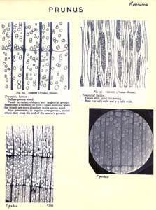 Prunus_2