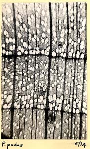 Prunus_2b