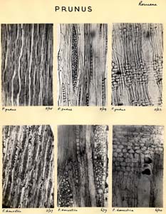 Prunus_3