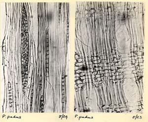 Prunus_3b