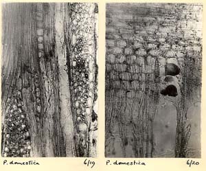 Prunus_3c