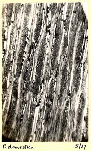 Prunus_3d