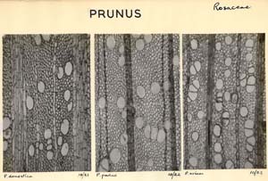 Prunus_4