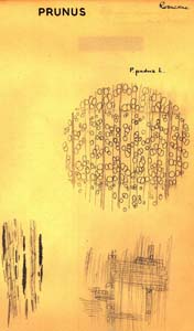 Prunus_draw