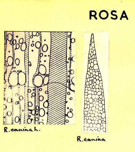 Rosa_1