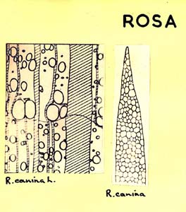 Rosa_1