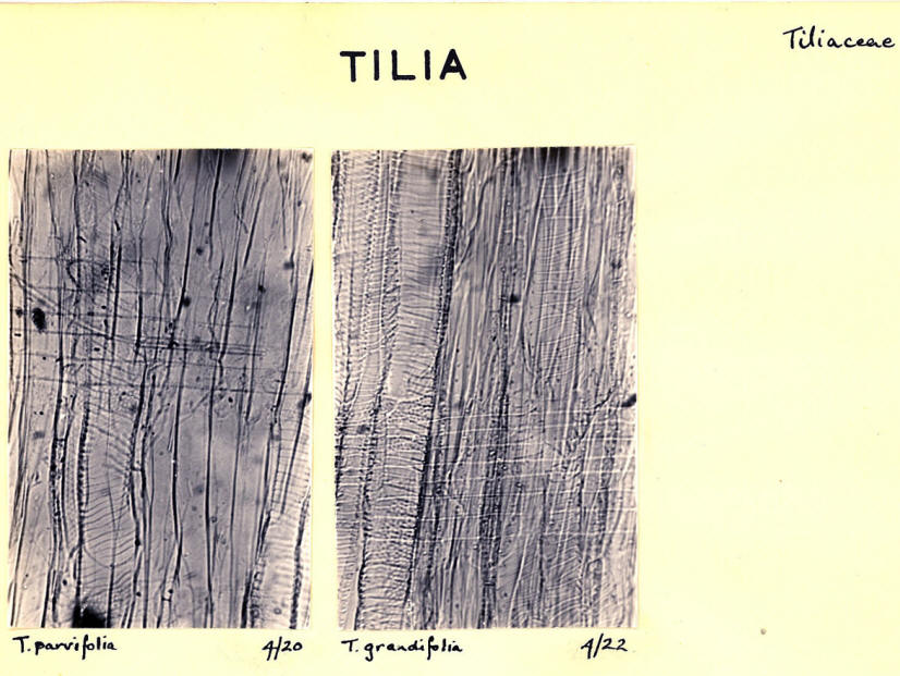 Tilia_3