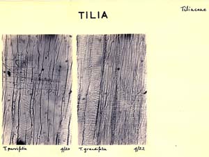 Tilia_3