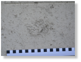 Jurassic bioclastic limestone (Portland Stone) showing evidence of  weathering