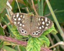 Speckled wood, by Jenny Hodgson