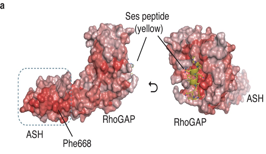 Nat Struct Mol Biol. 2011 Jun 12;18(7):789-95 Recognition of the F&H motif by the Lowe syndrome protein OCRL.Pirruccello M*, Swan LE*, Folta-Stogniew E, De Camilli P.