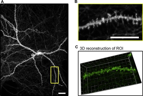 Journal of Neuroscience Methods. 2015 Low cost production of 3D-printed devices and electrostimulation chambers for the culture of primary neurons. Wardyn, J , Sanderson, C , Swan, L and Stagi, M