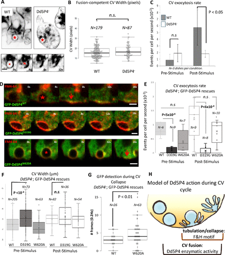 Molecular Biology of the Cell. 2019 Lowe syndrome–linked endocytic adaptors direct membrane cycling kinetics with OCRL in Dictyostelium discoideum. Alexandre Luscher,..., Pietro De Camilli, and Laura E. Swan