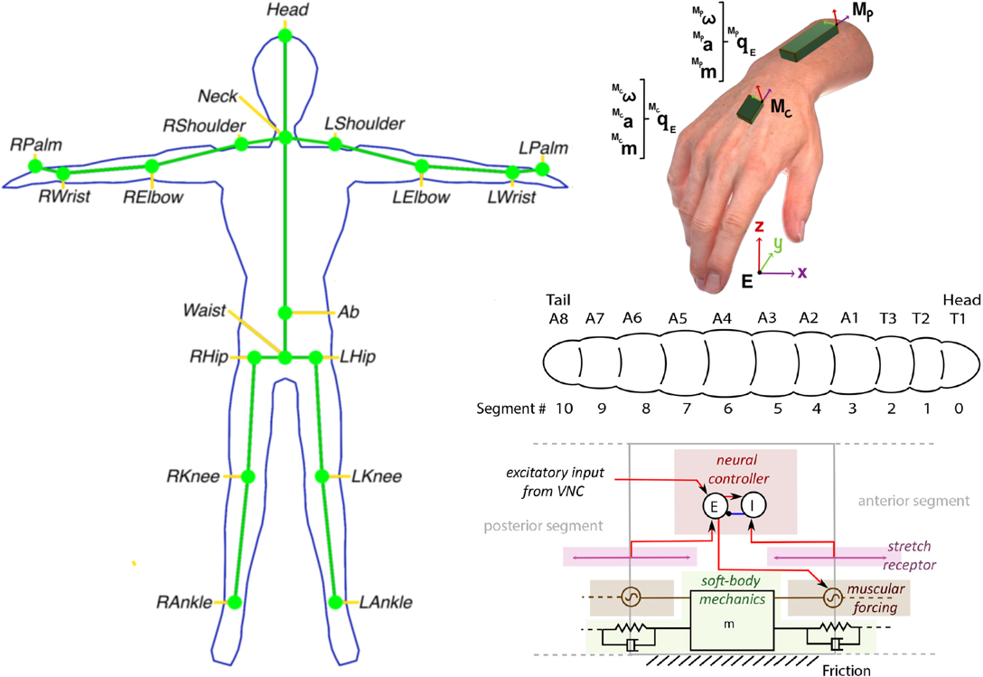 Example of biomechanics project in Paoletti's lab 