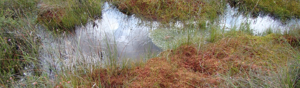 pools and mosses