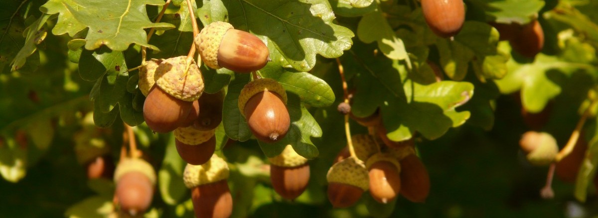 A bumper crop of acorns in Fontainbleau forest, France (October 2018). Mast years are associated with bumper crops of seeds, with are synchronised across individuals and populations