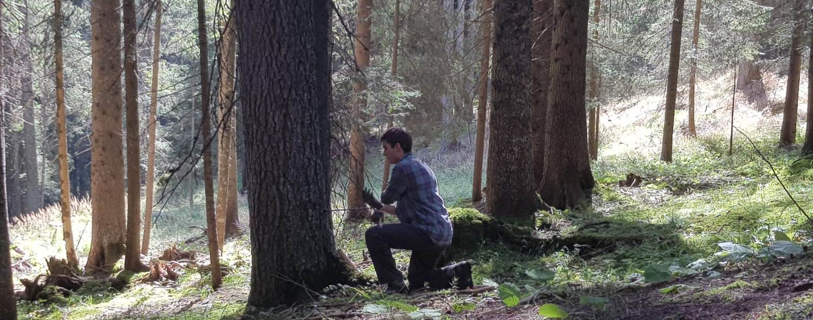 Tree ring sampling in the 